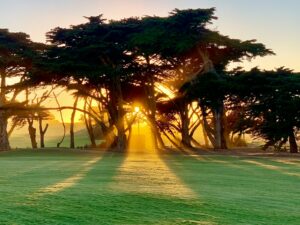 sun shining over trees